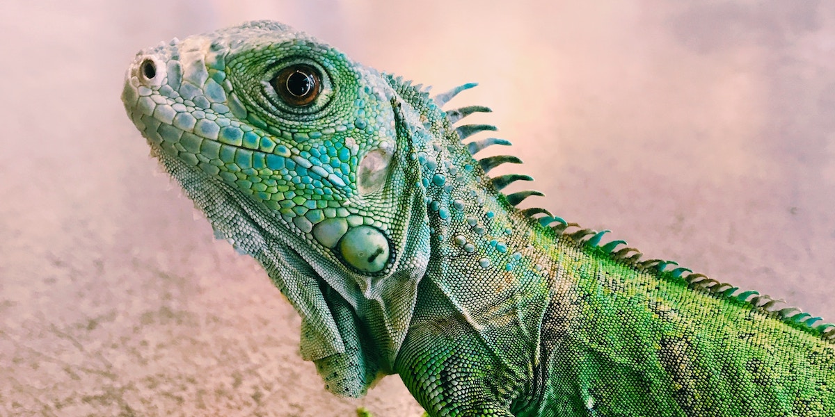 How to Calm Your Fearful “Lizard Brain” and Live Life to the Fullest
