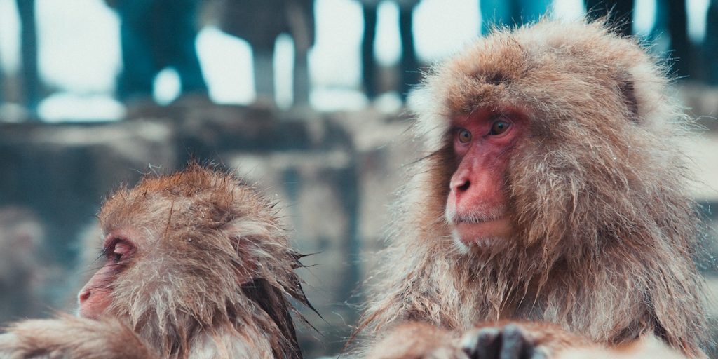 Are Humans Good or Evil? A Primatologist Looks to Our Ancestors for the Answer