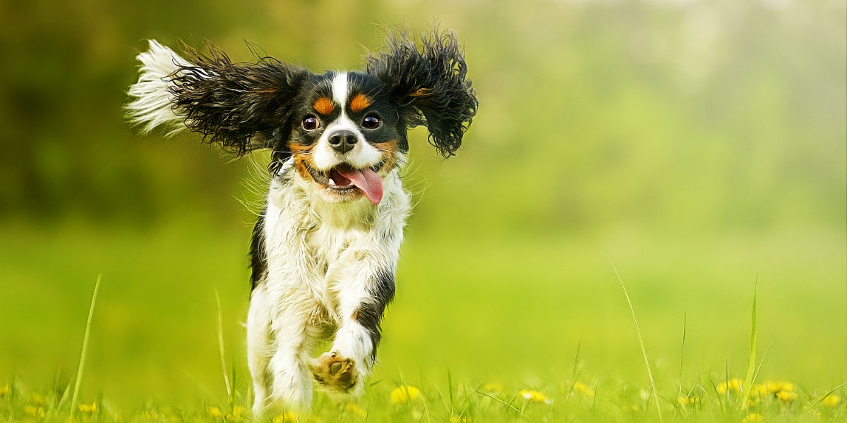 How Your Dog Can Help You Lose Those Last Five Pounds