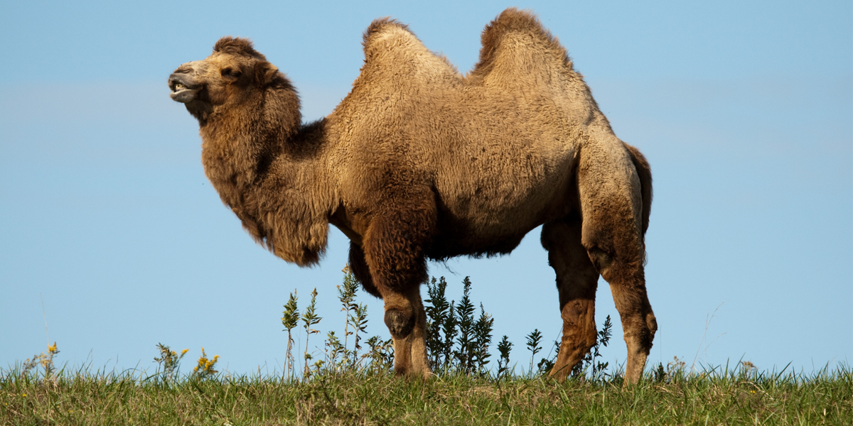 How $16 Camel Milk Ended Up in Whole Foods