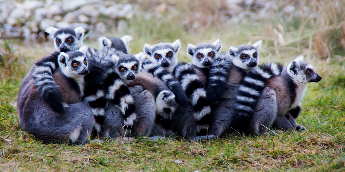 Lemurs Are Just Like Us, Only Have Time To Respond to Their Best Friends