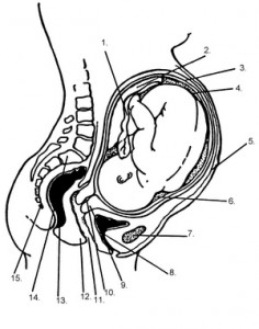 the-fetal-position