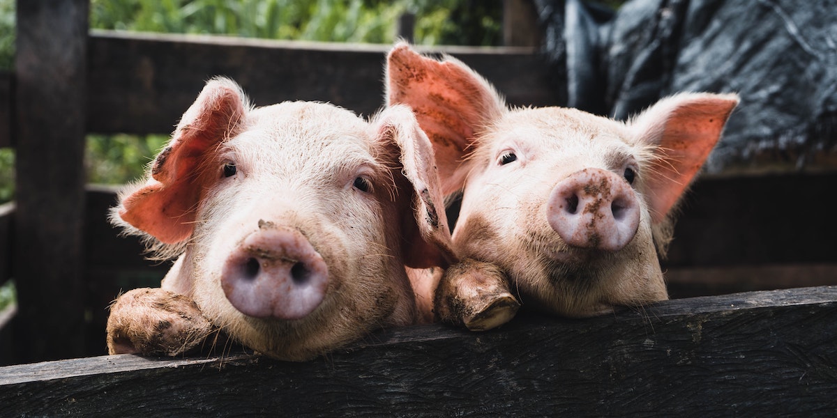 What George Orwell’s Animal Farm Can Teach You About Management and Leadership