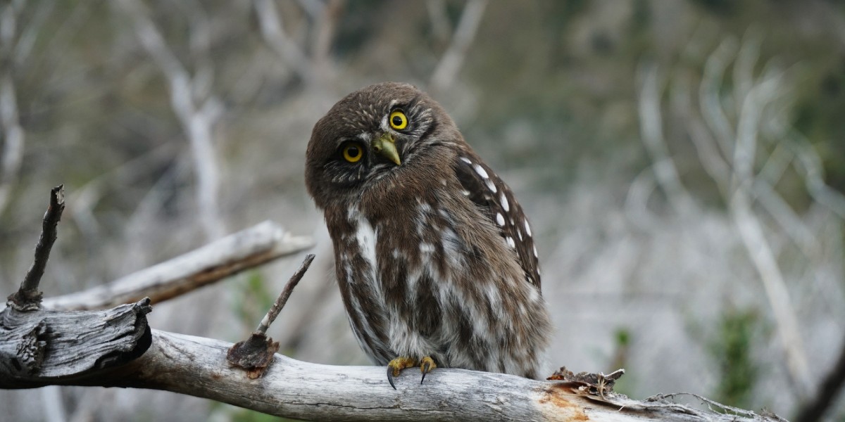 What Raising an Orphaned Owl Revealed About Humanity