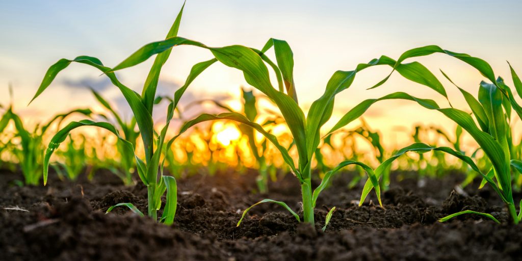 How to Feed the World Without Frying the Earth