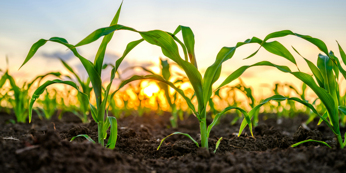 How to Feed the World Without Frying the Earth