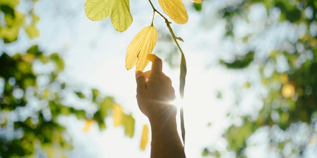 Grow, Adapt, Flourish: 5 Ancient Lessons From Trees