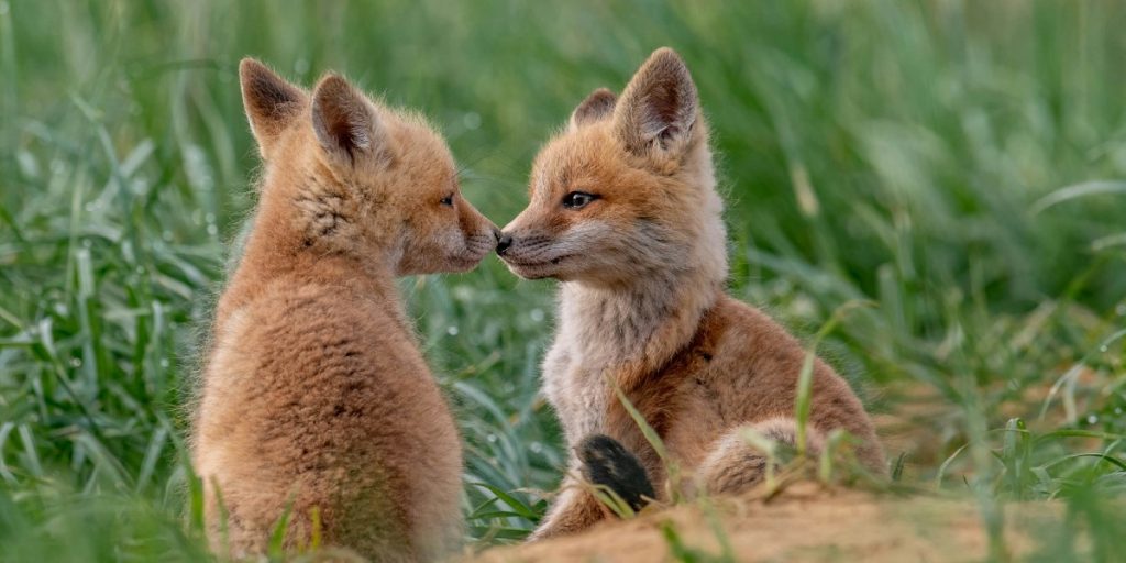Sex Is Evolution’s Greatest Hack