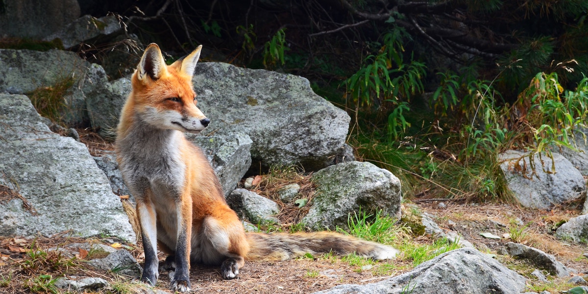 Are You a Fox or a Hummingbird? The Power of Visualization